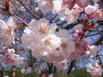 sakura.jpeg